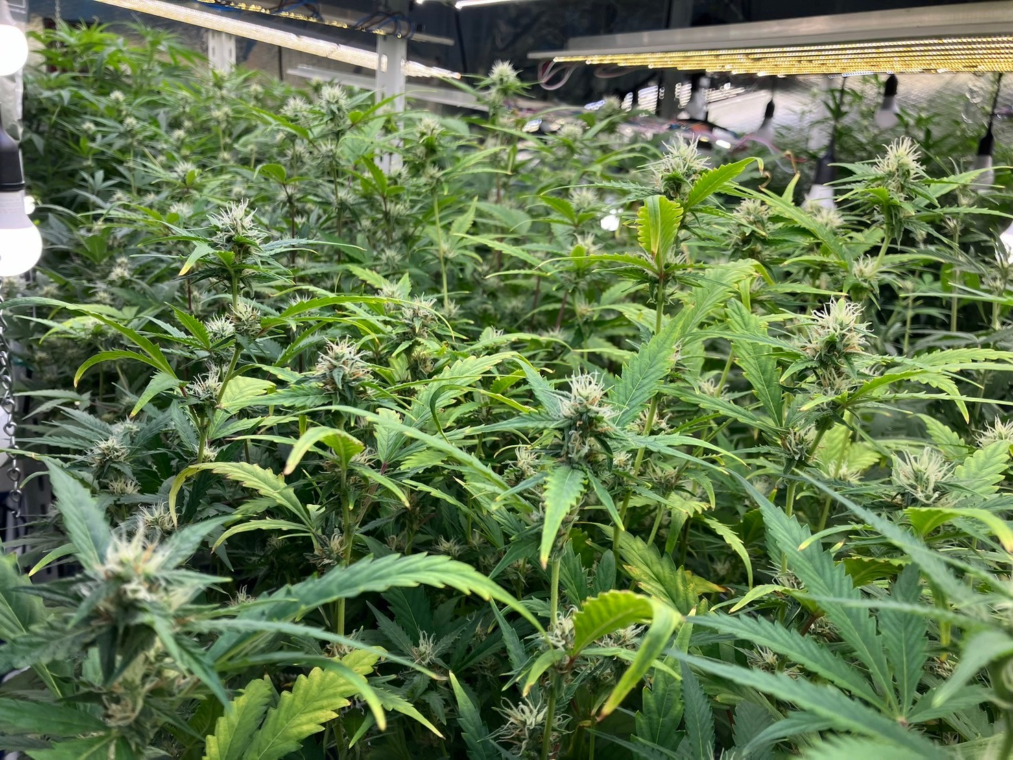 栽培効率が50倍