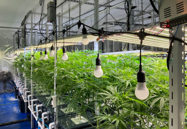 栽培効率が50倍