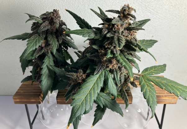 卸価格を1/50にできる