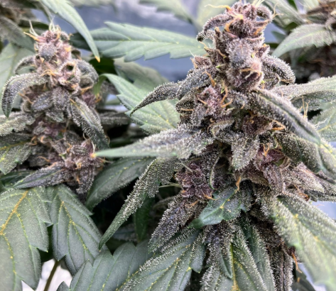 ノンケミカル化学肥料無使用）なので身体へ、環境へ優しい