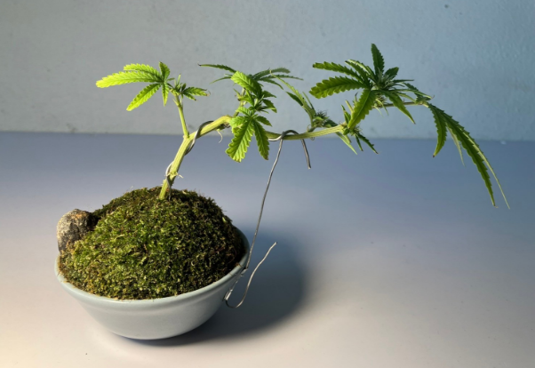 業界最高クラスの品種