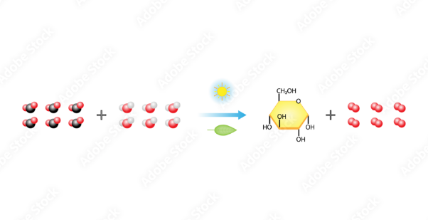 CO2補償点