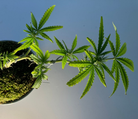 なぜこの事業を行なっているのか？世の中の大麻事業の拡大事情・想い等